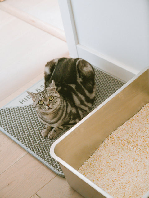 Pearl Cat Litter