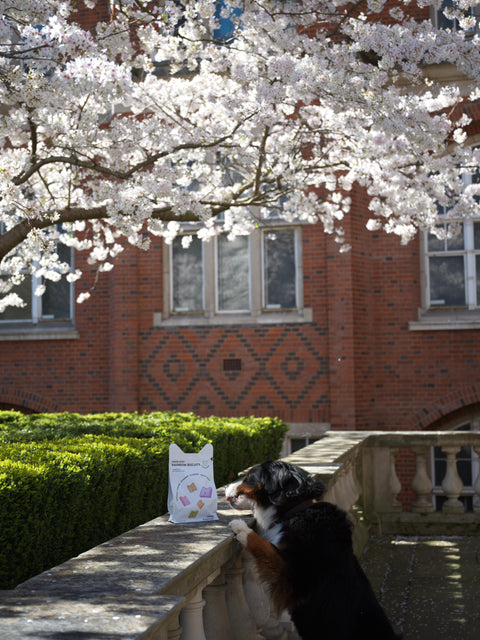 Freeze-Dried Pet Treats